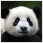 Panda - medvével a rossz tartalom ellen Panda - medvével a rossz tartalom ellen